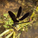 Calopteryx haemorrhoidalis male 2011_2