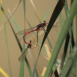 Ceriagrion tenellum 2011_1