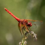 Dragonfly2